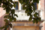 Leaves with building in the background creating a calming image